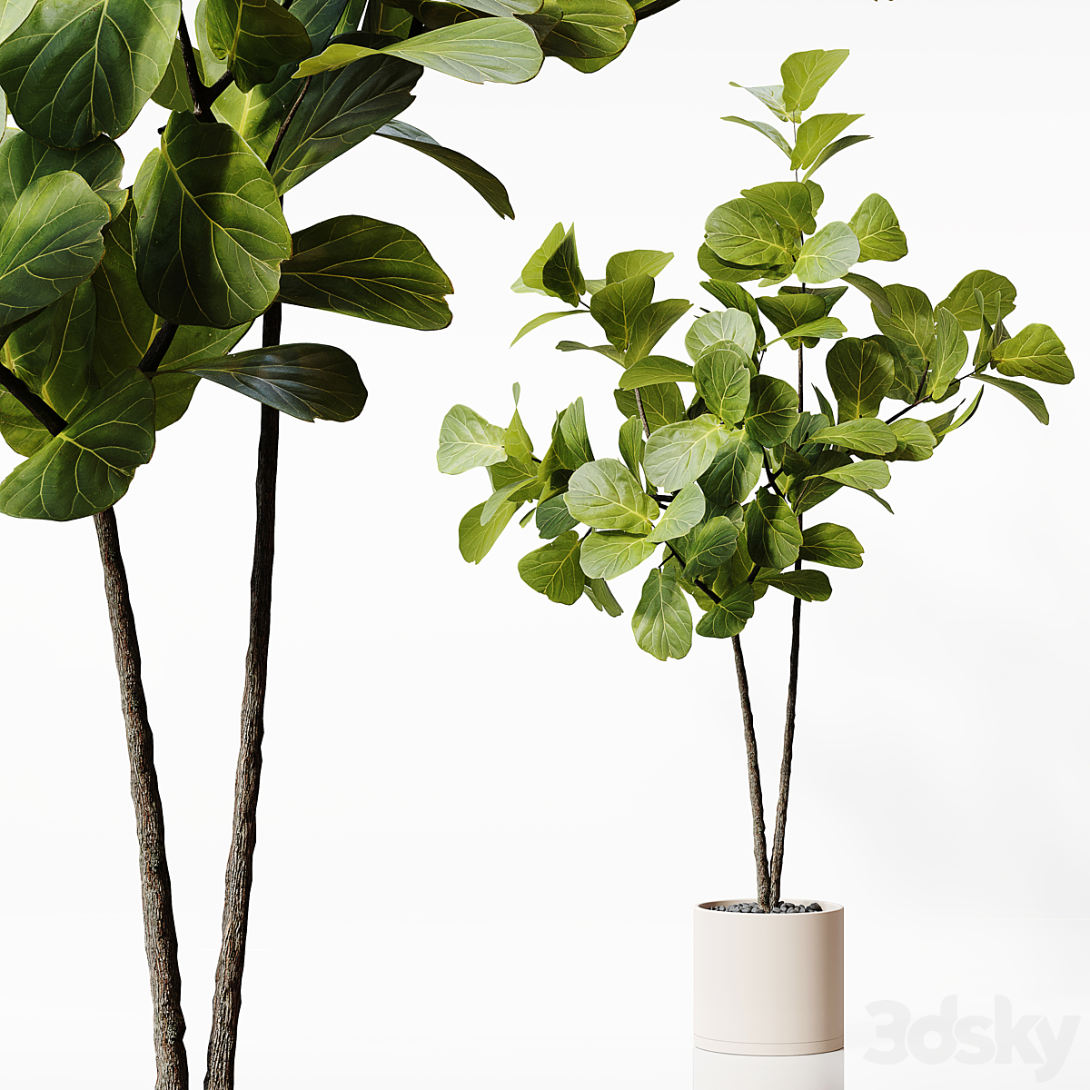 Indoor 植物 25_小熊猫超级
