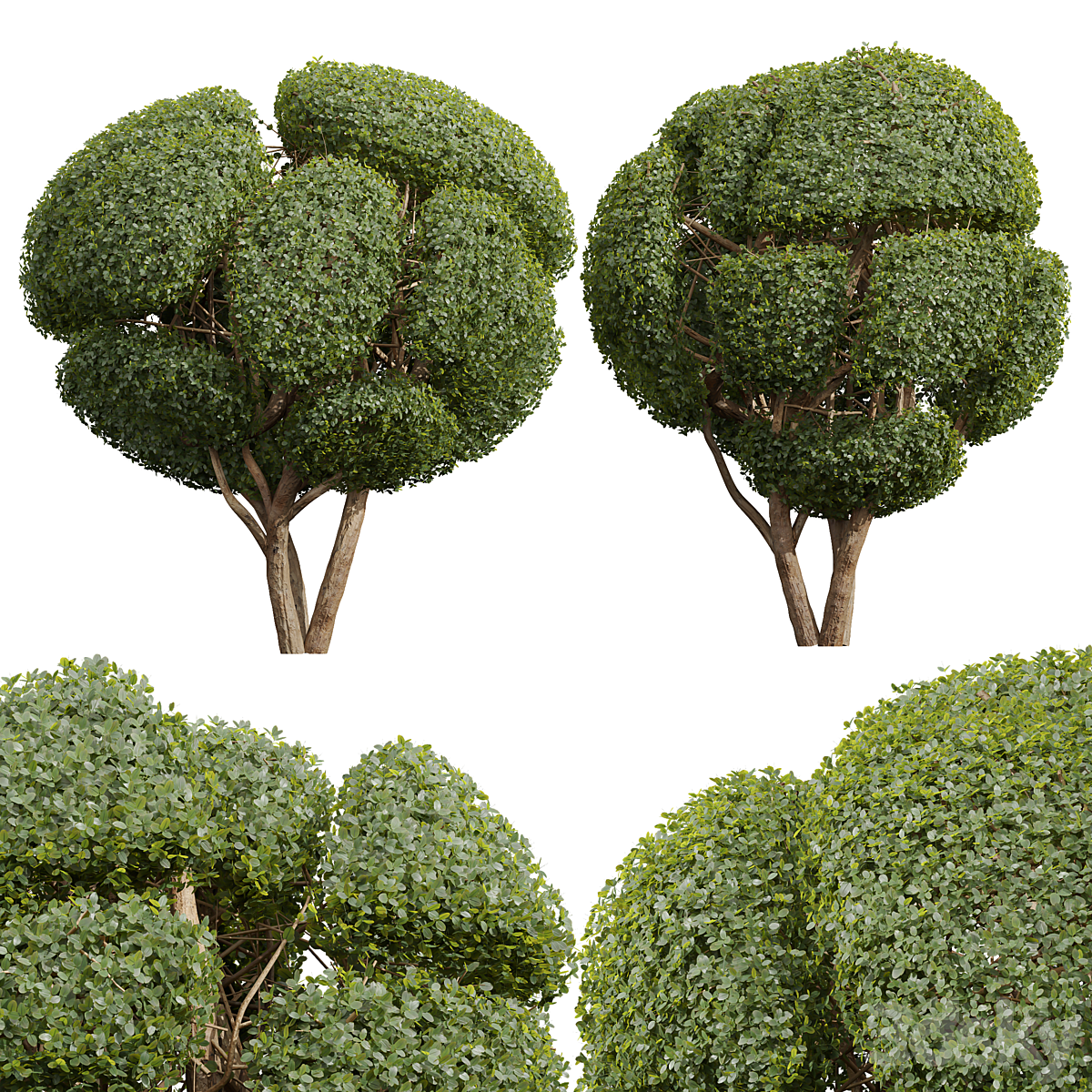 New 植物 Ficus Concinna Bonsai Pruned16_小熊猫超级