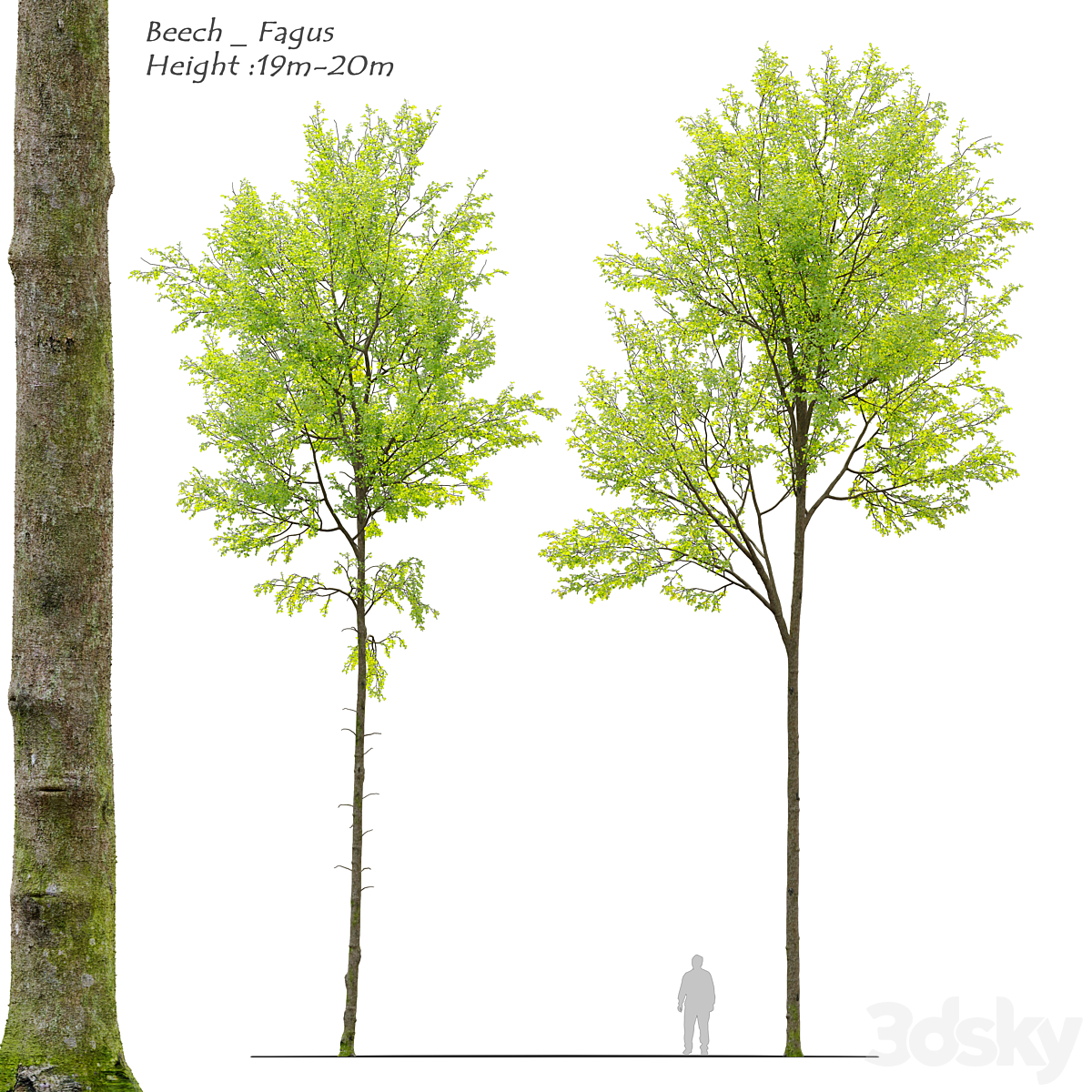 Beech tree_小熊猫超级