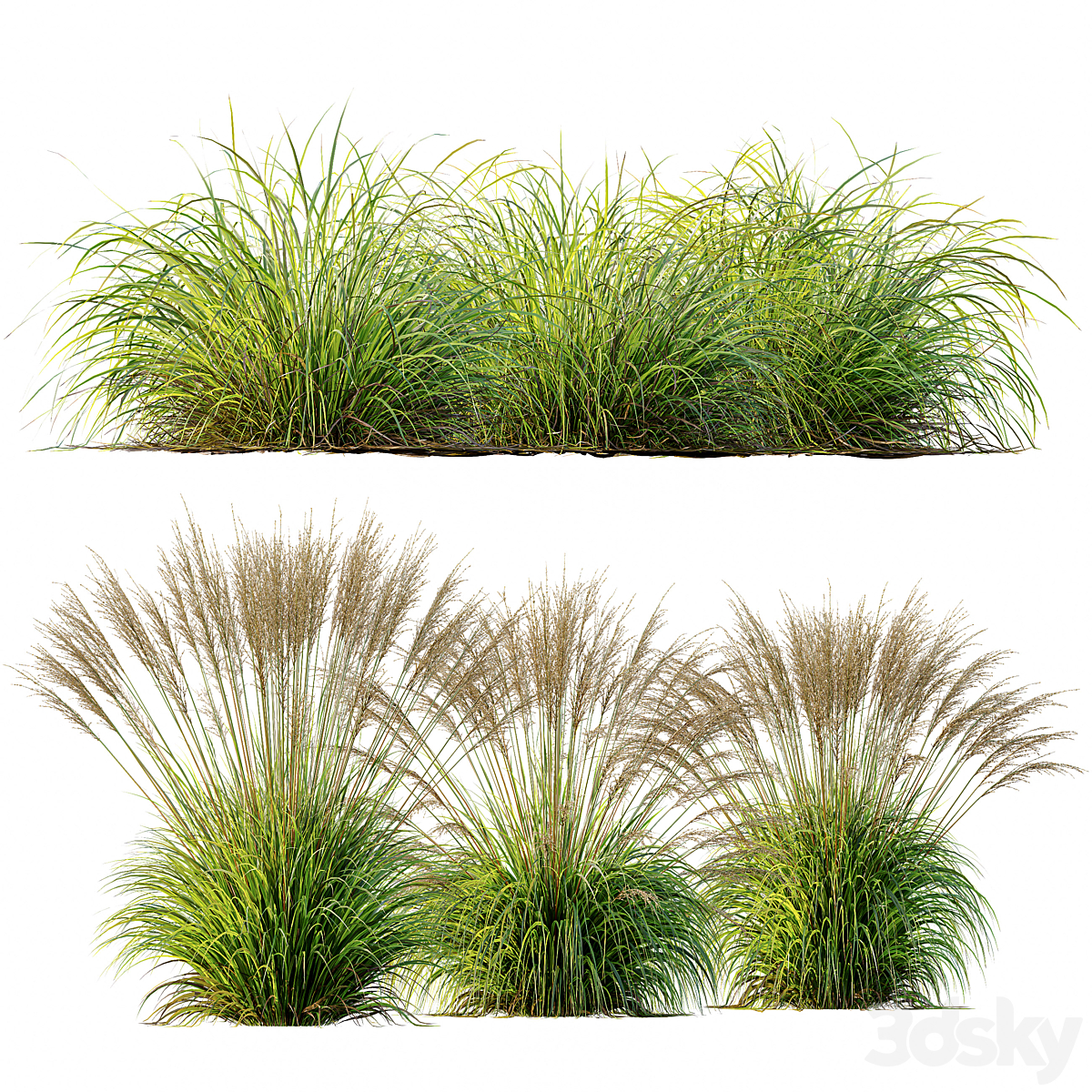 Carex Elata Aurea Grass 及 Molinia Caerulea_小熊猫超级