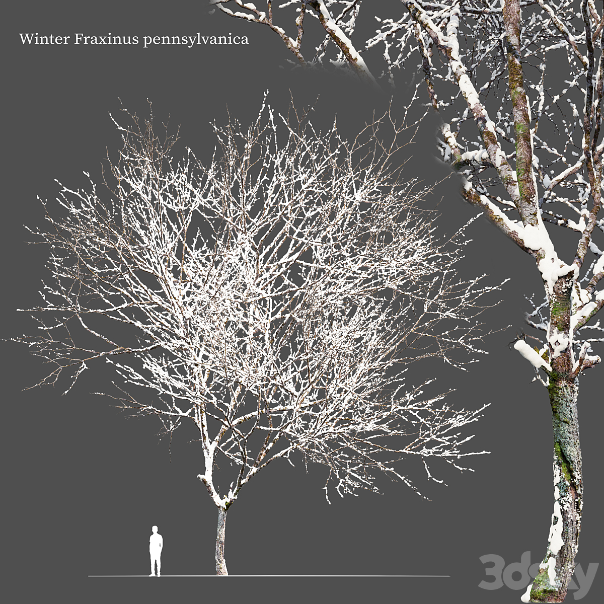 Winter Fraxinus pennsylvanica_小熊猫超级