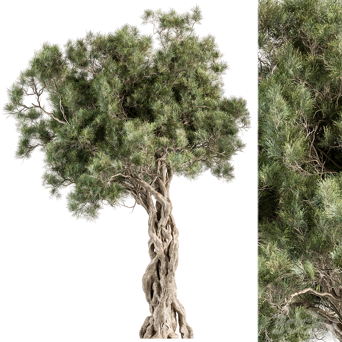Tree-套装193( )_小熊猫超级