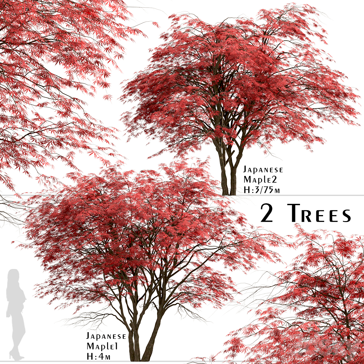 Japanese Maple 套装_小熊猫超级