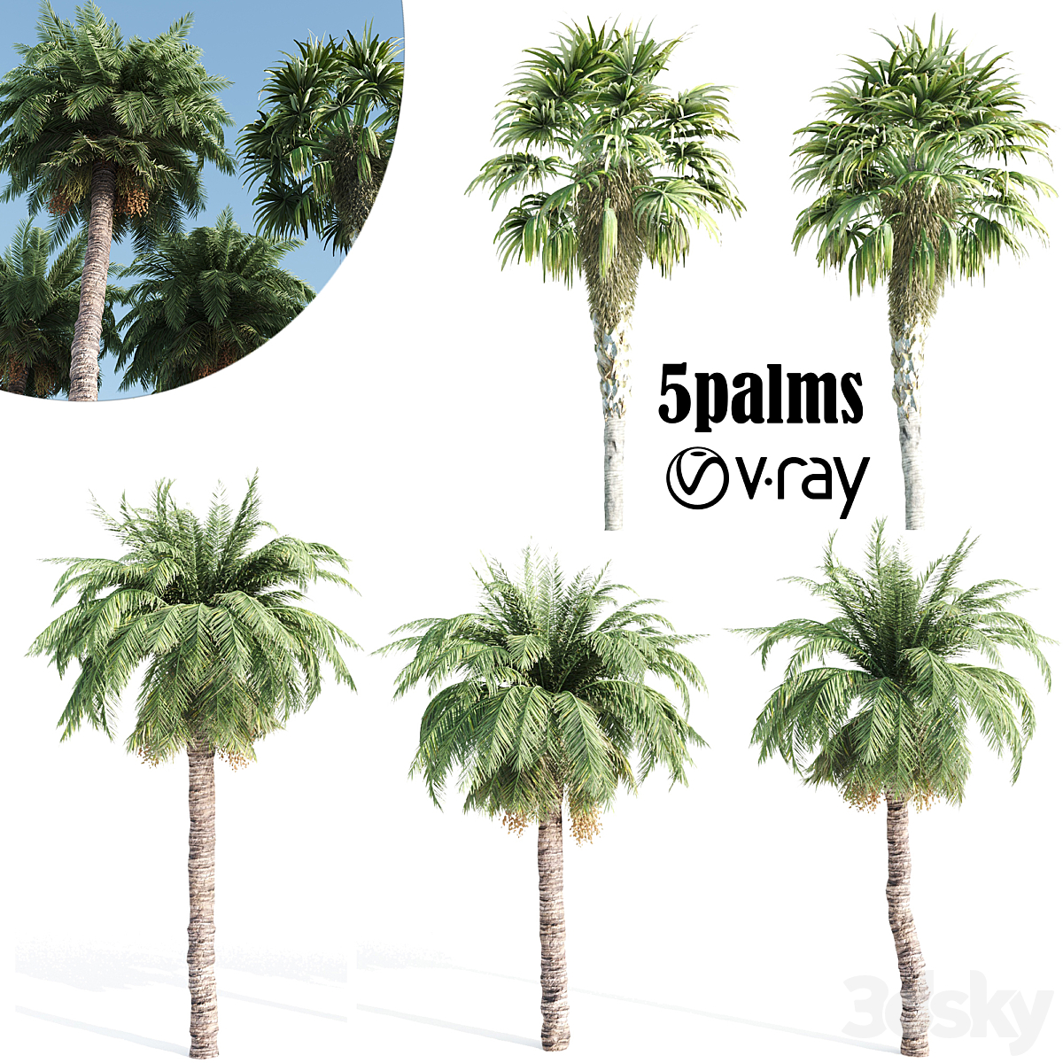 palm_小熊猫超级