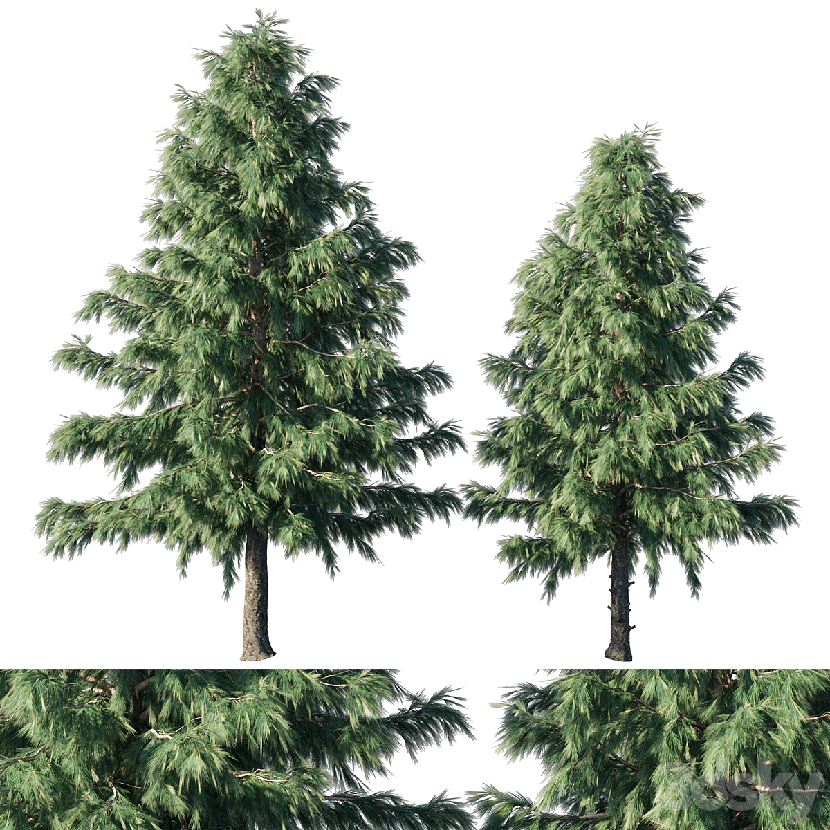 Cedrus Deodara 2013_小熊猫超级