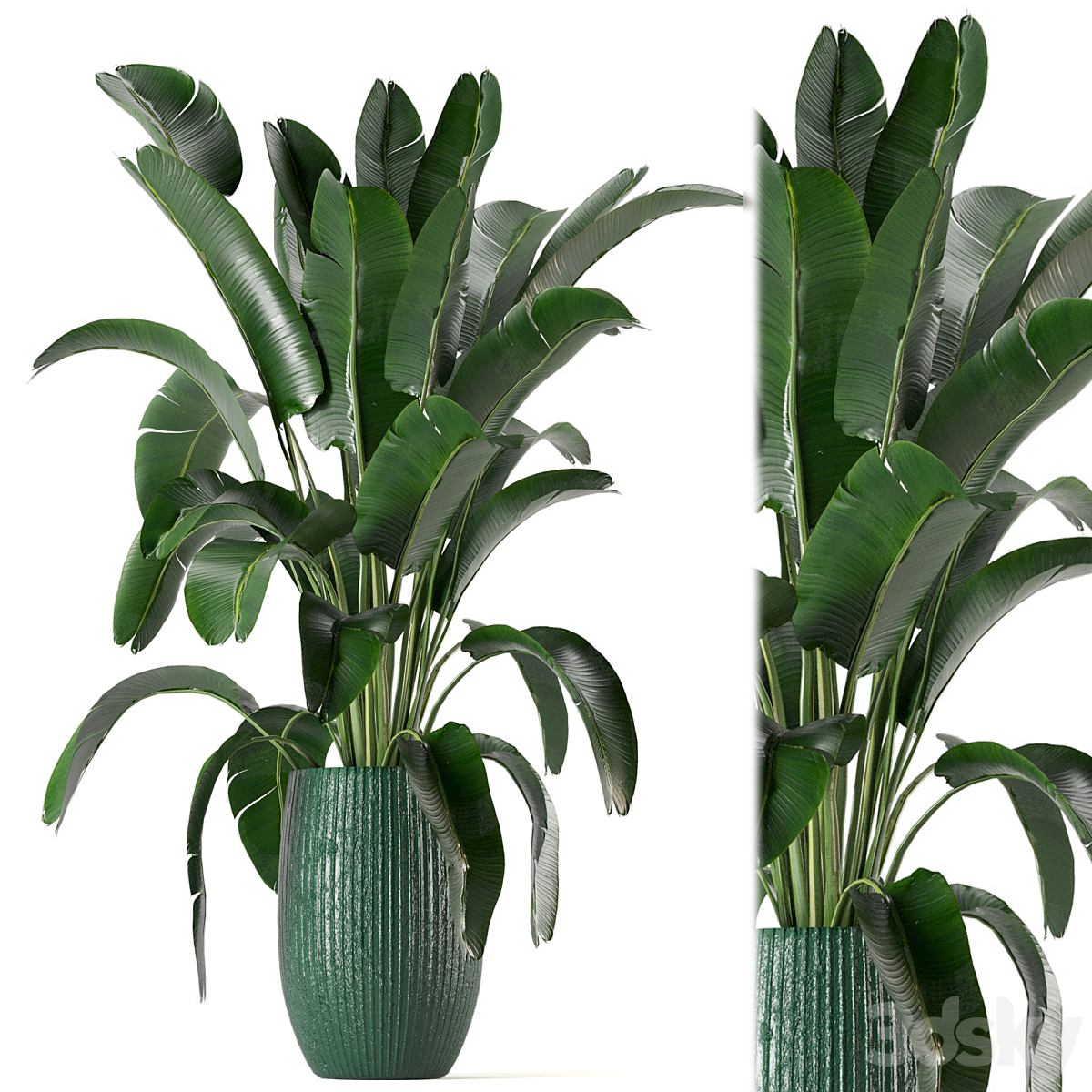 Indoor 植物 Collection - 套装 0034_小熊猫超级