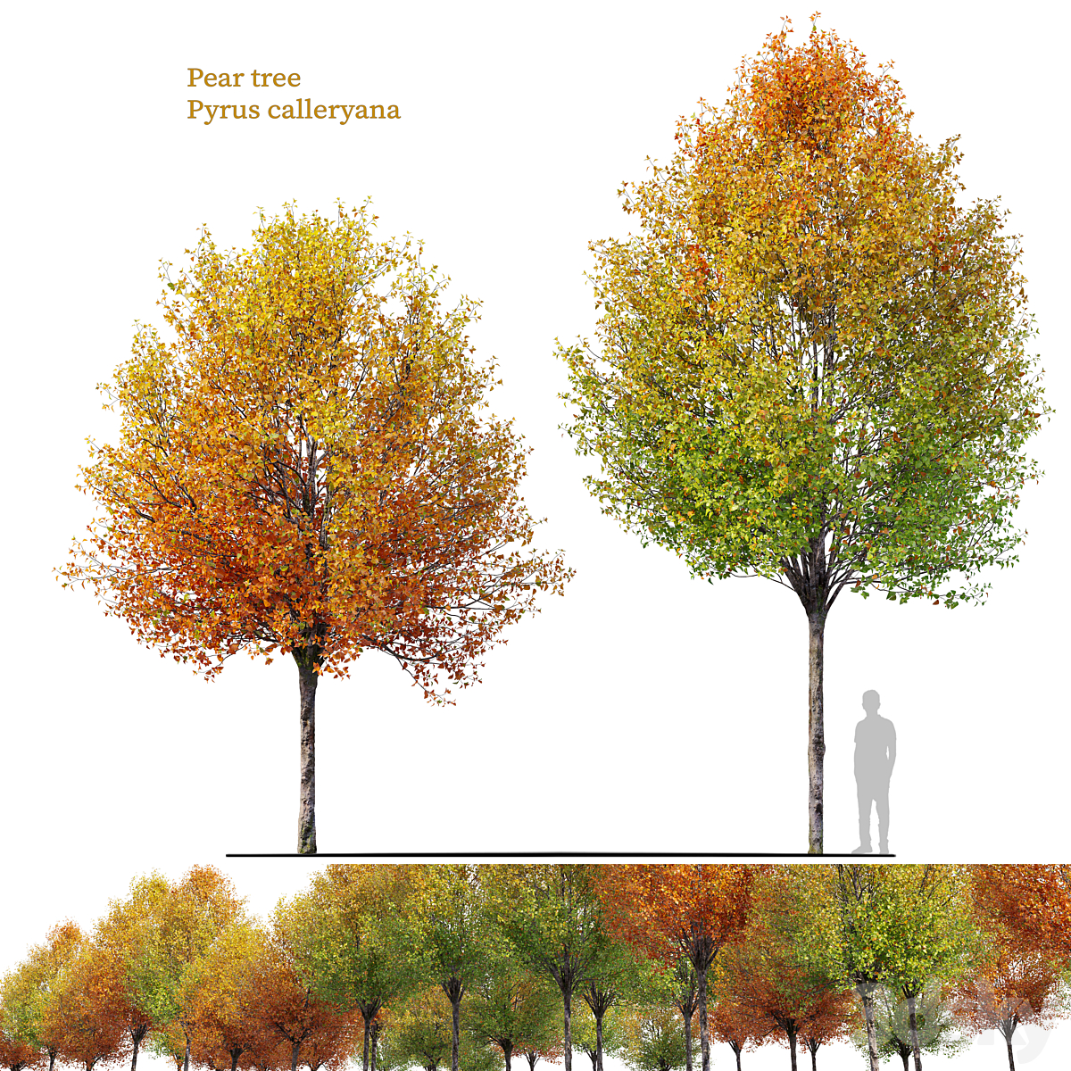 Autumn pear_小熊猫超级