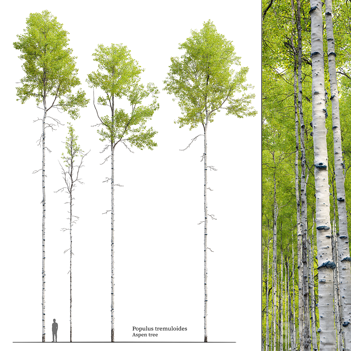 Aspen tree 04_小熊猫超级