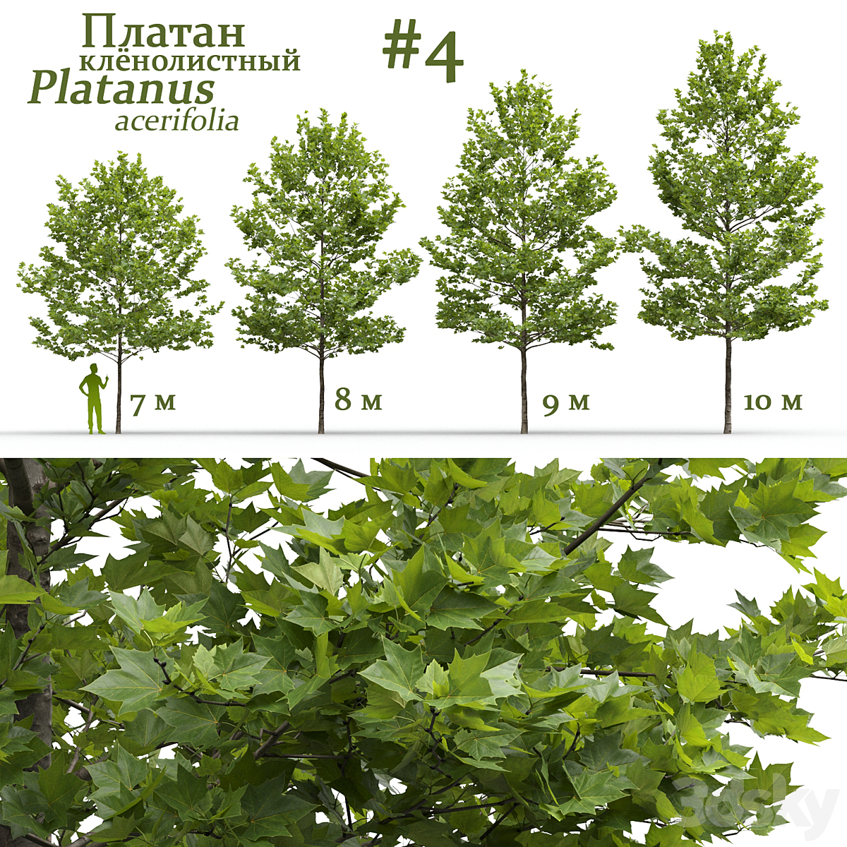 Platanus V4 2016_小熊猫超级