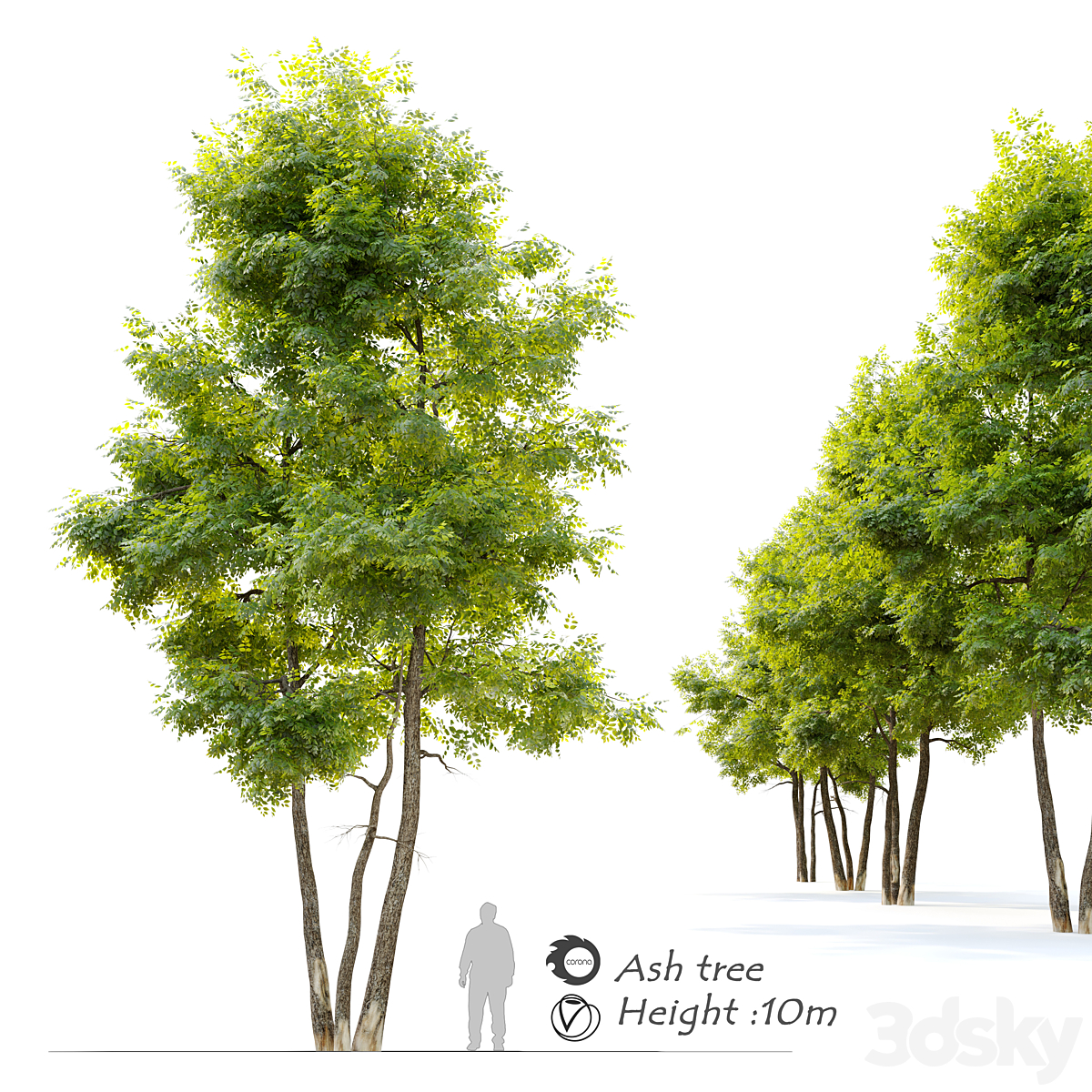 Ash tree14_小熊猫超级