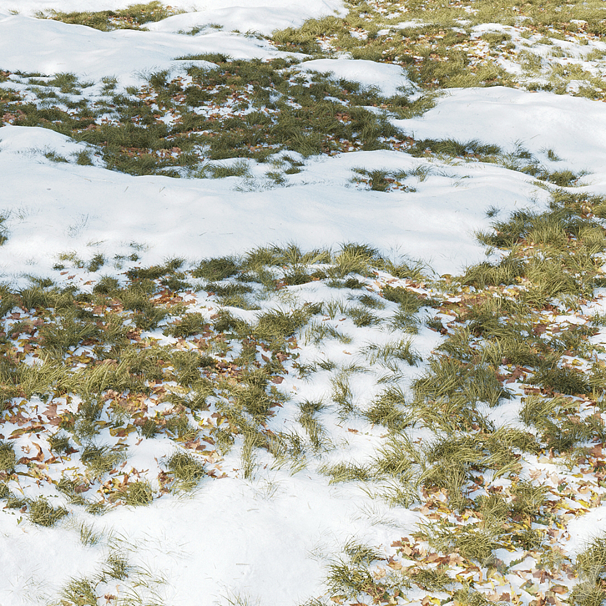 Winter Grass 2016_小熊猫超级