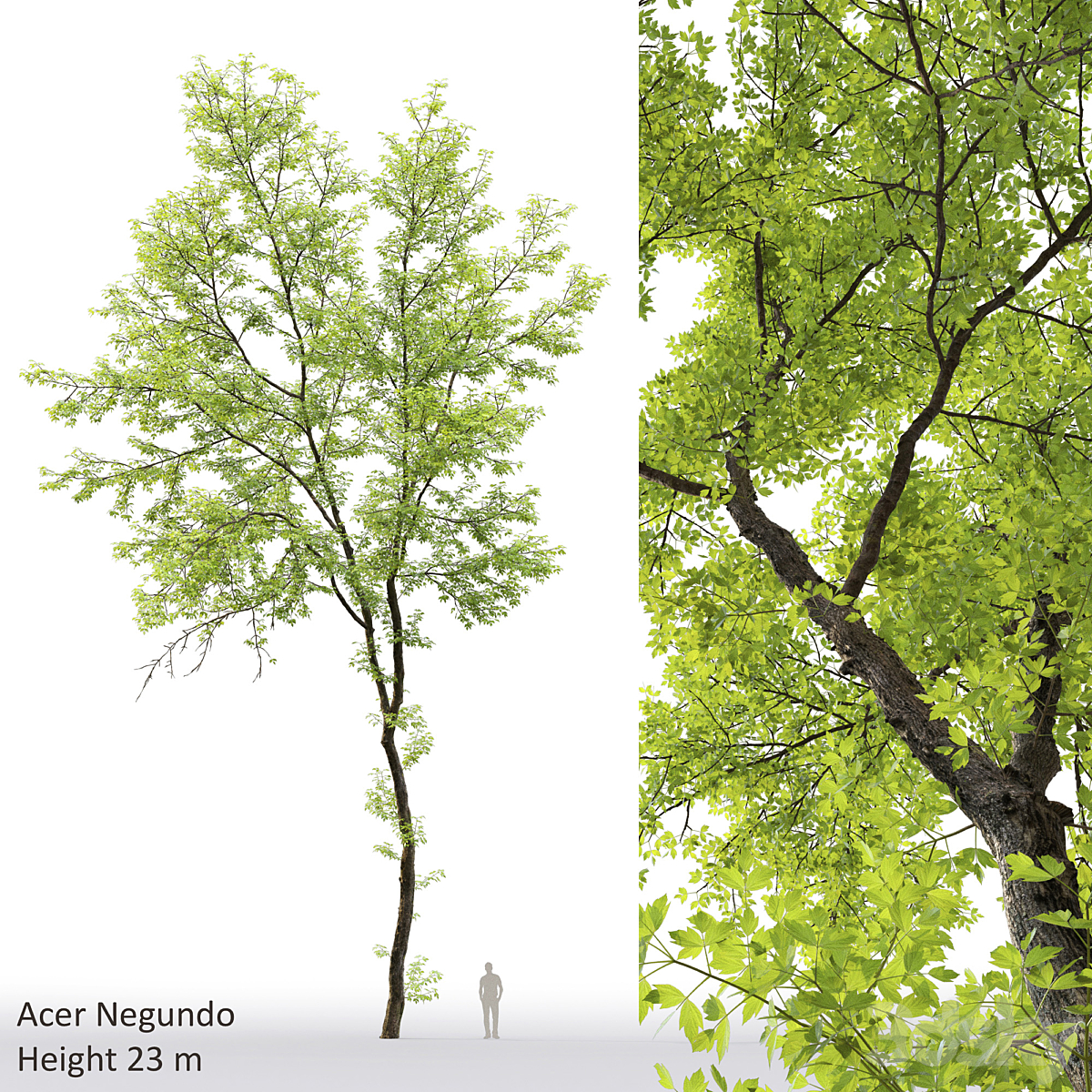 Acer negundo 01(23m)( 2013)_小熊猫超级