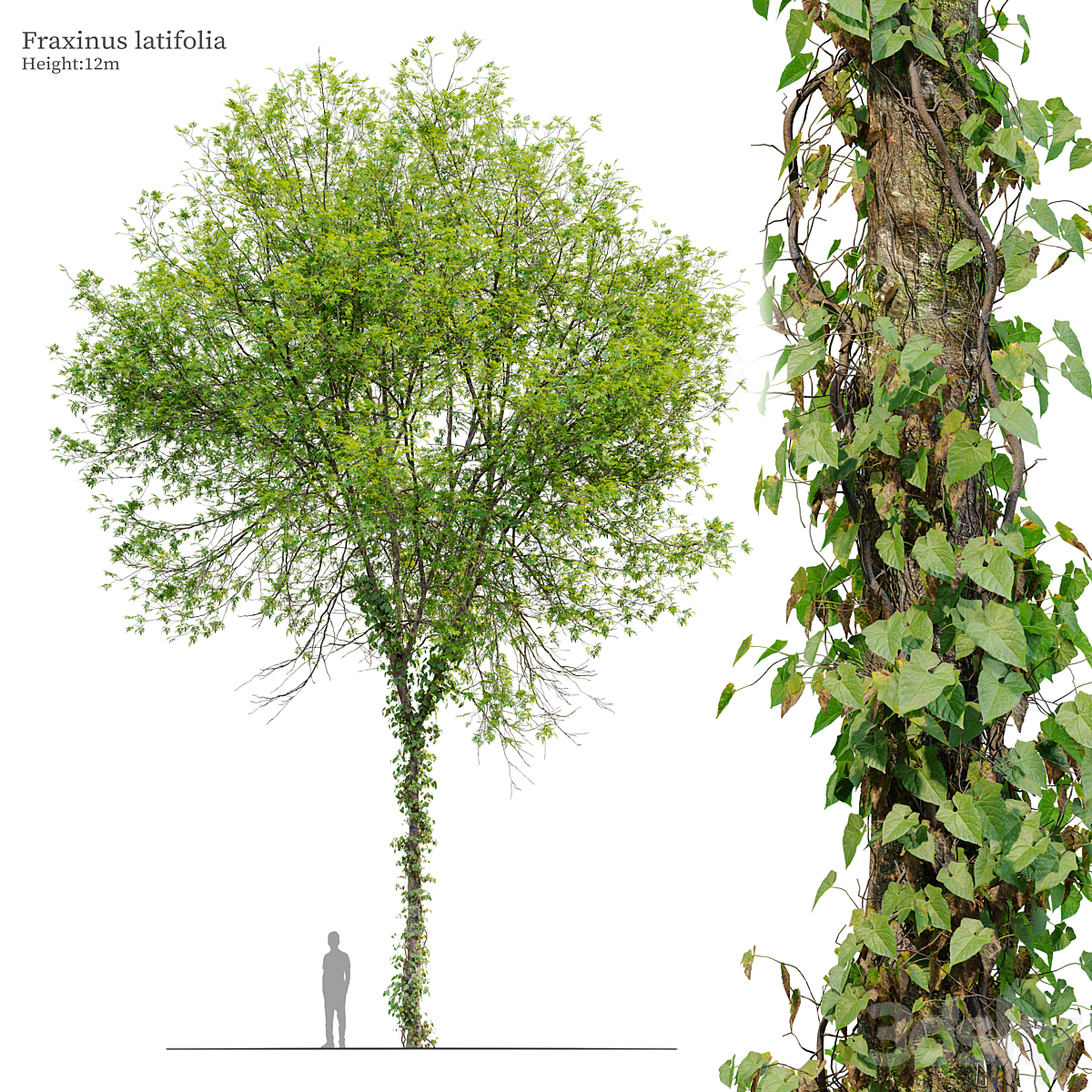 Fraxinus latifolia 03_小熊猫超级