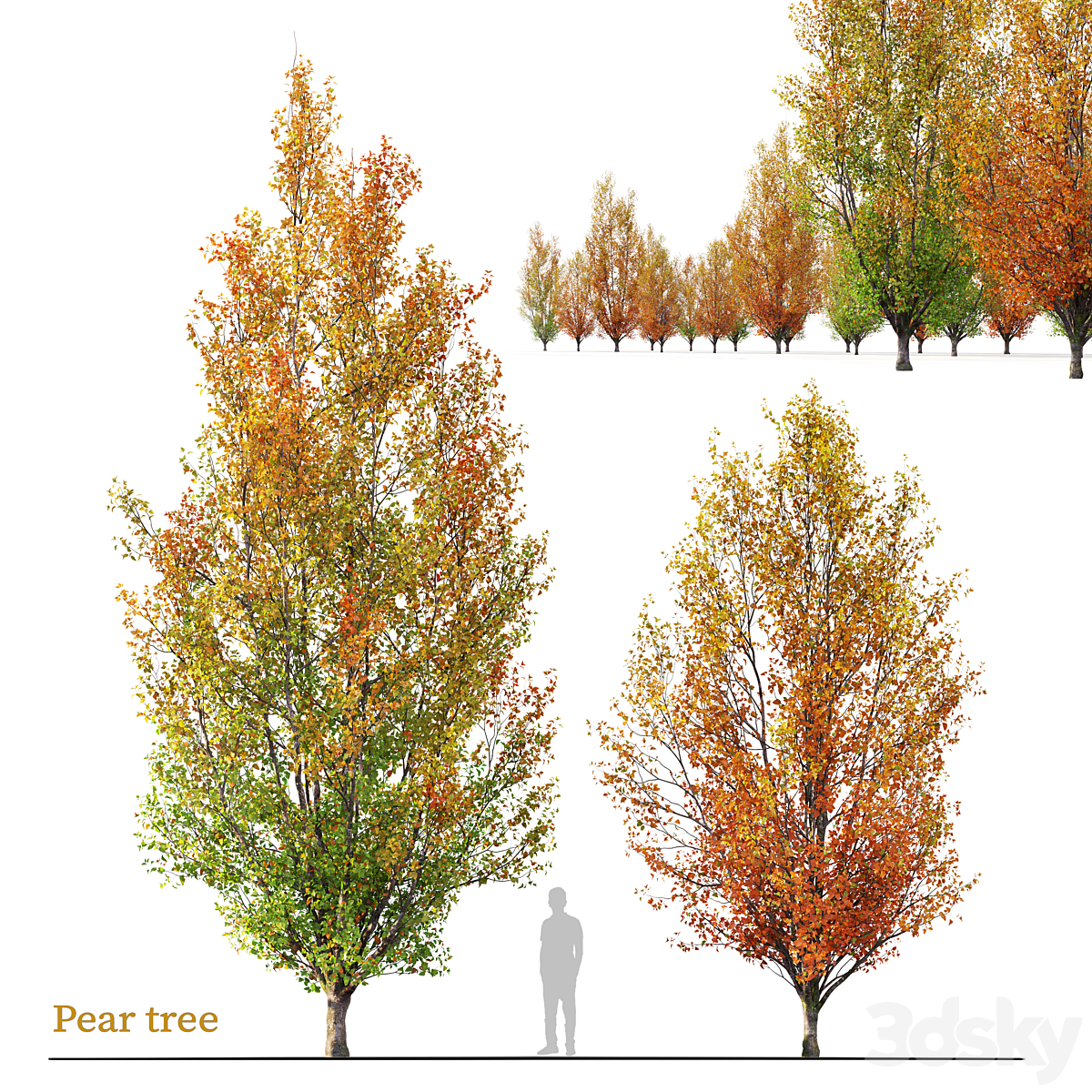 Autumn pear 2_小熊猫超级