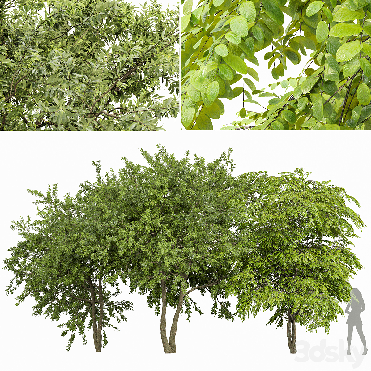 European spring 3Trees_小熊猫超级