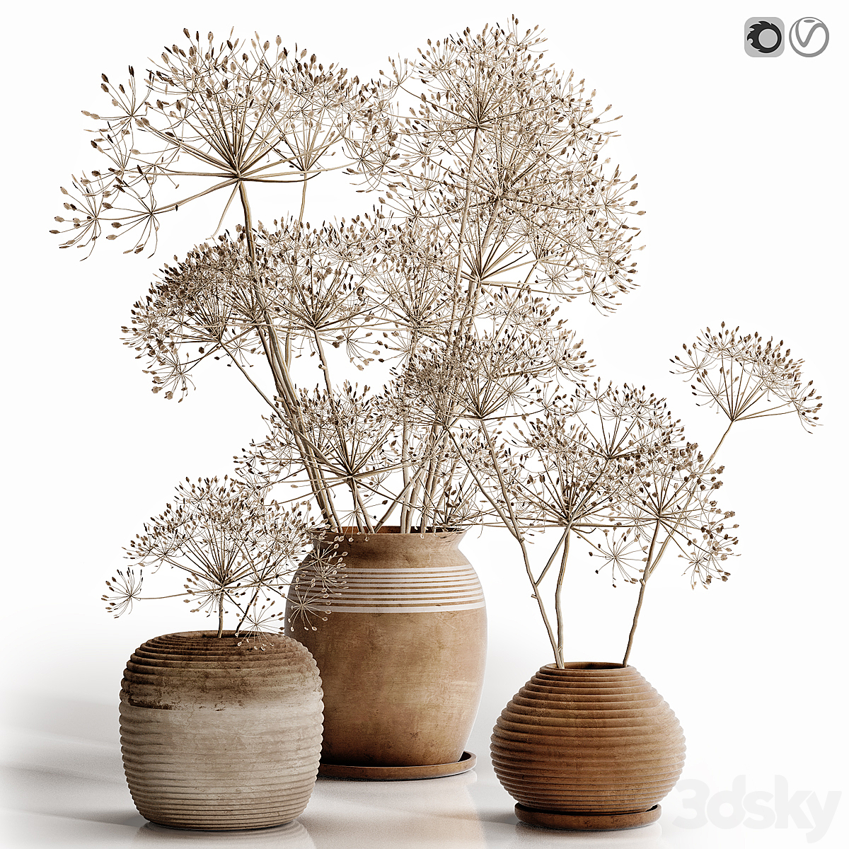 Heracleum 植物 套装_小熊猫超级