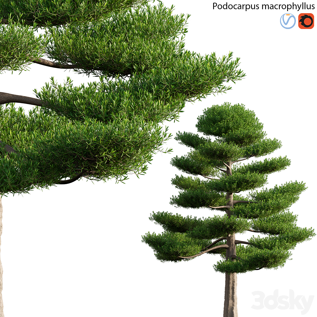 Podocarpus macrophyllus 03_小熊猫超级