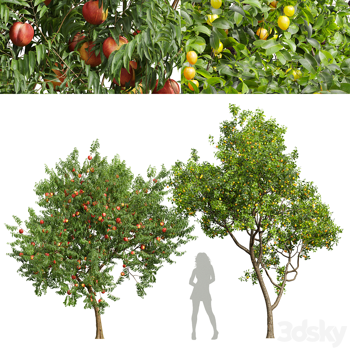 fruit tree-Prunus Salicina Plum Pflaume 及 Amygdalus Persica Peach_小熊猫超级