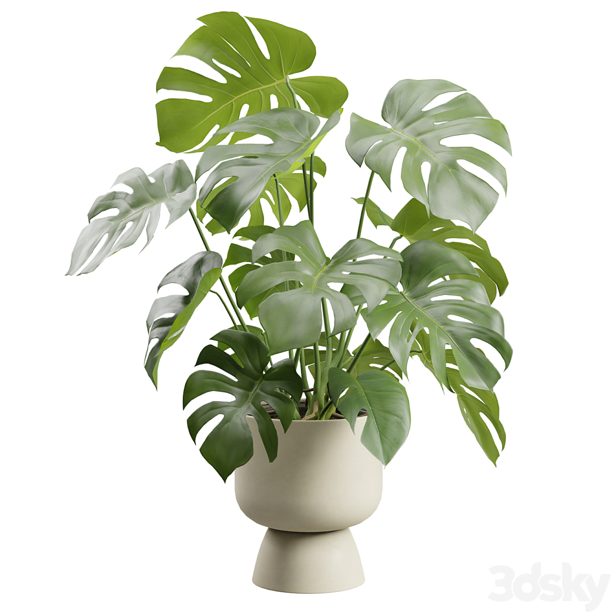 MONSTERA DELICIOSA BEIGE 花盆_小熊猫超级