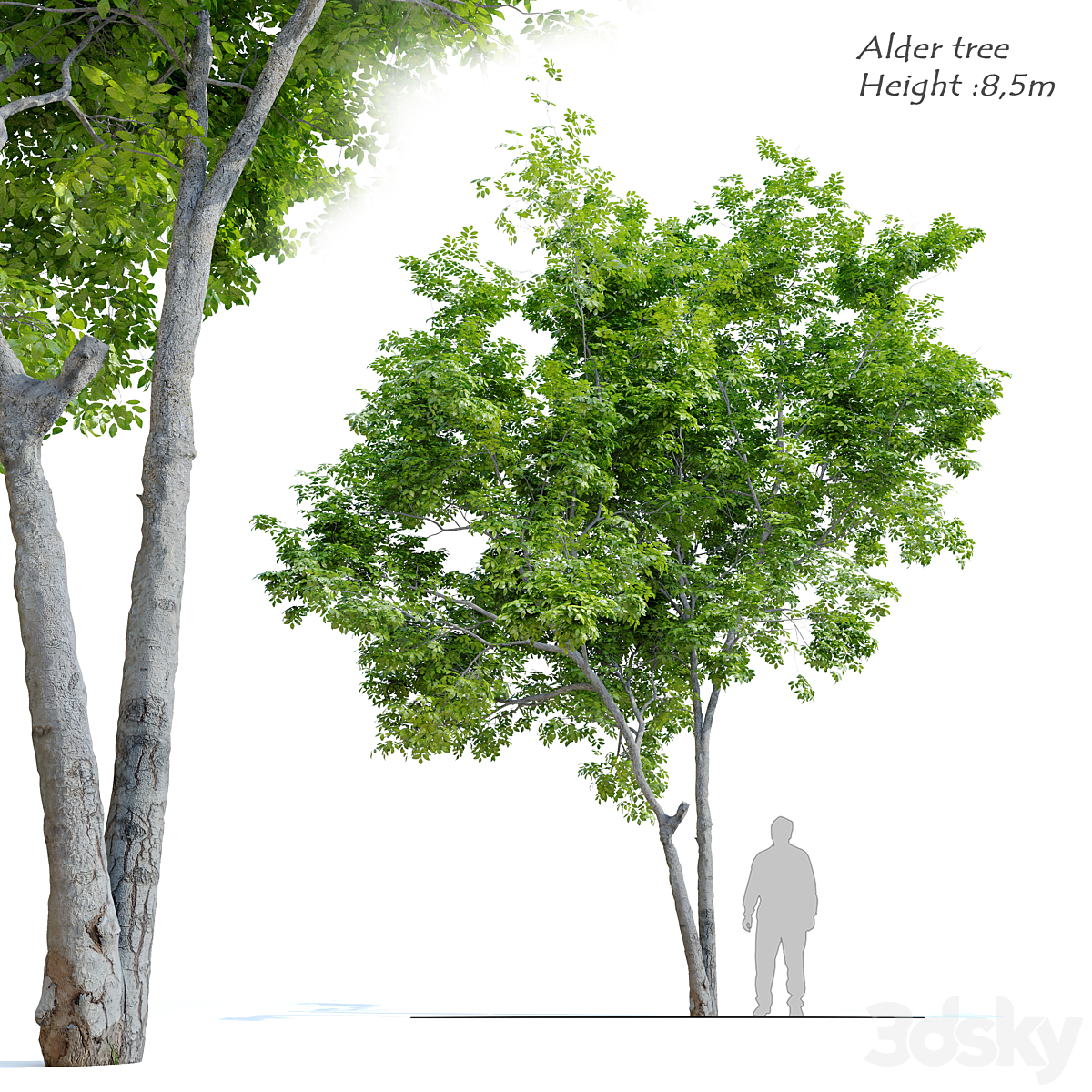 Alder tree 5_小熊猫超级