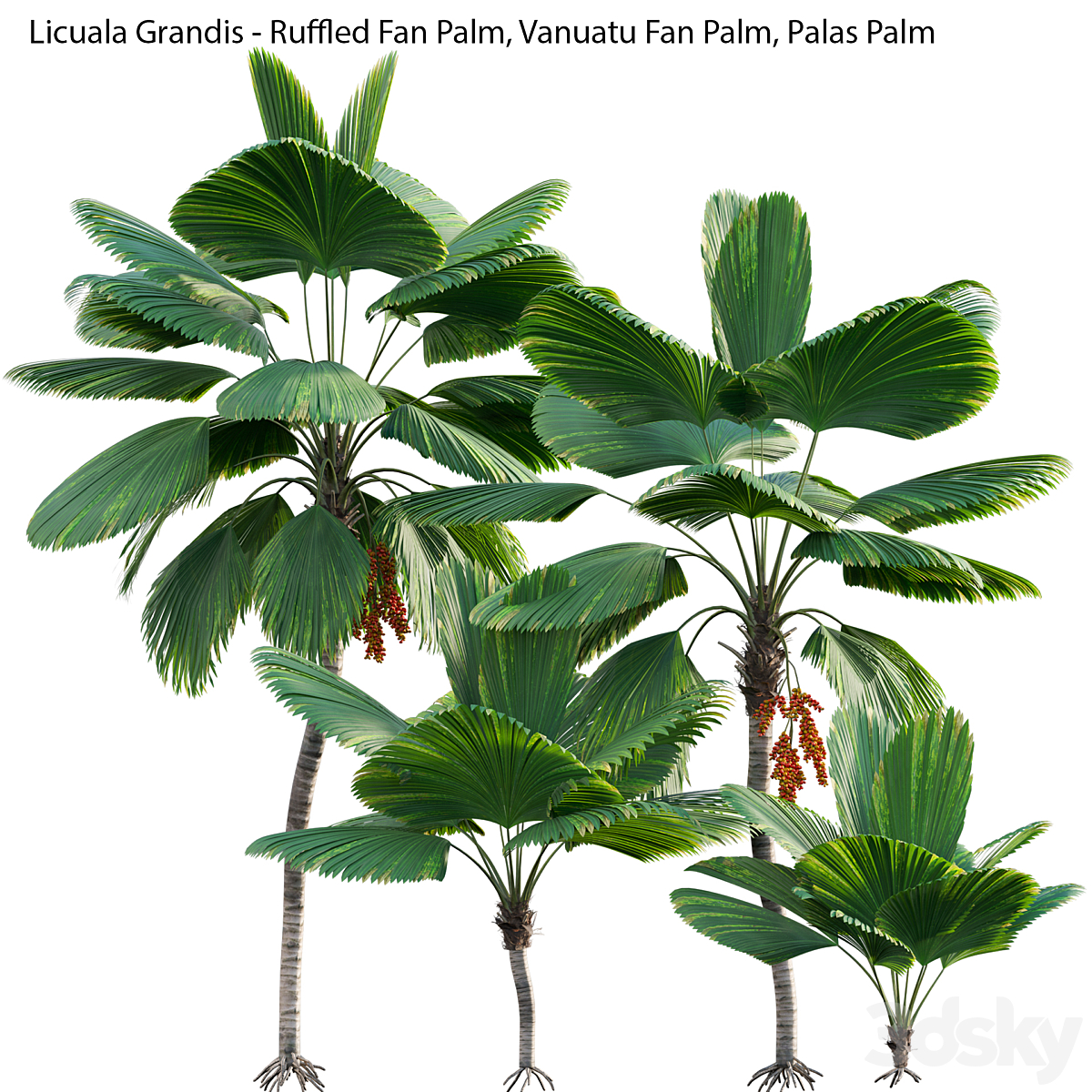 3DTree Licuala grandis_小熊猫超级