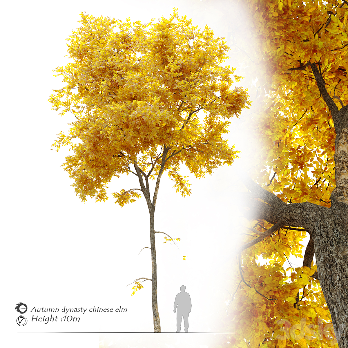 Autumn elm_小熊猫超级
