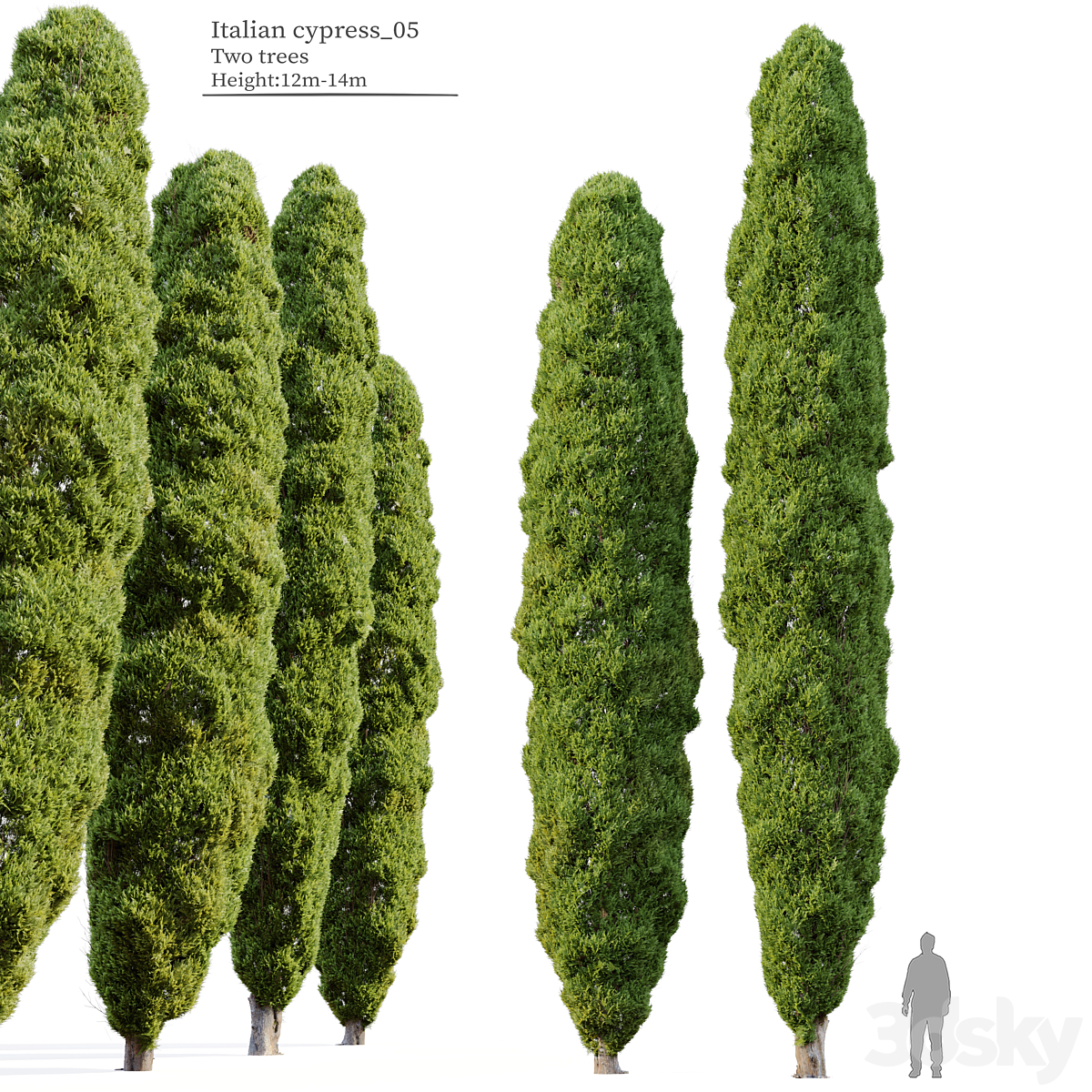 Italian Cypress 5_小熊猫超级
