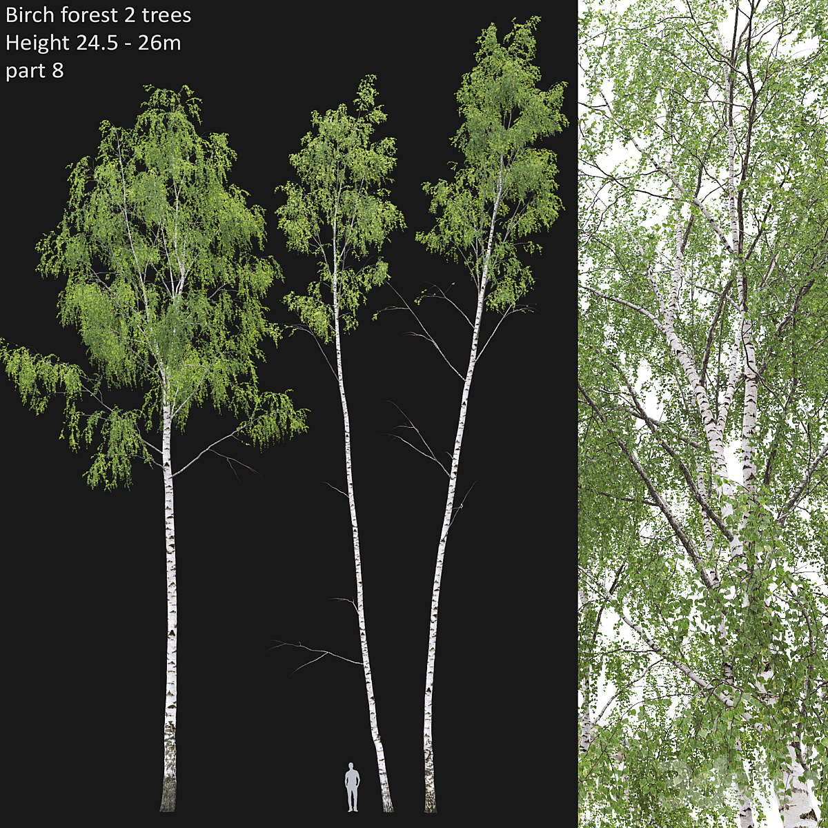 Birch forest part 08( 2013)_小熊猫超级