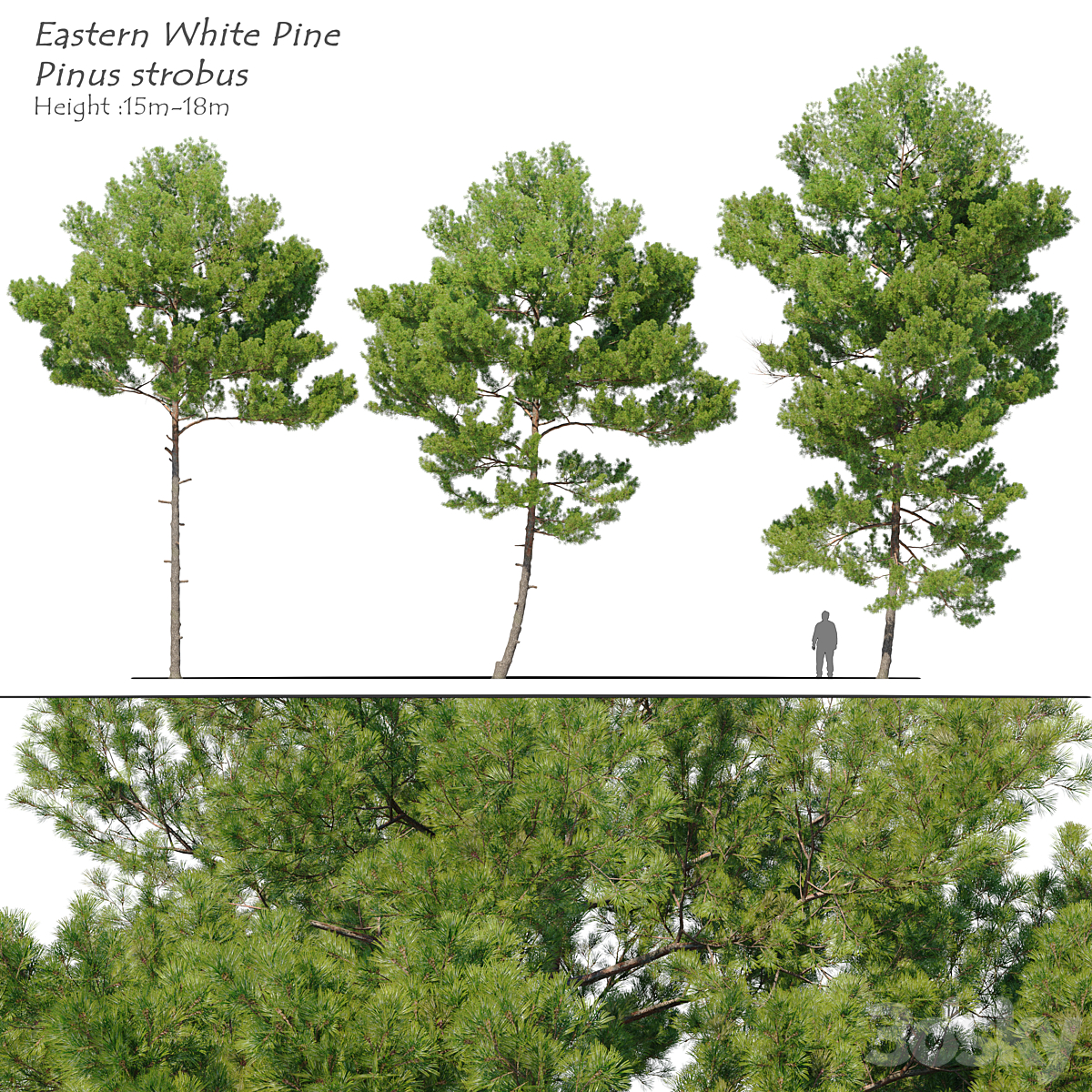 Eastern 白色 pine_小熊猫超级