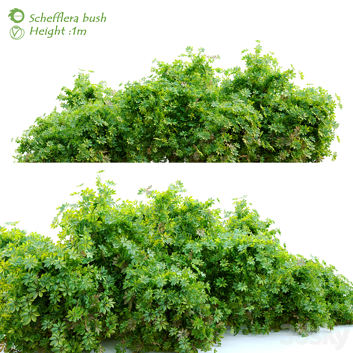 Schefflera bush_小熊猫超级