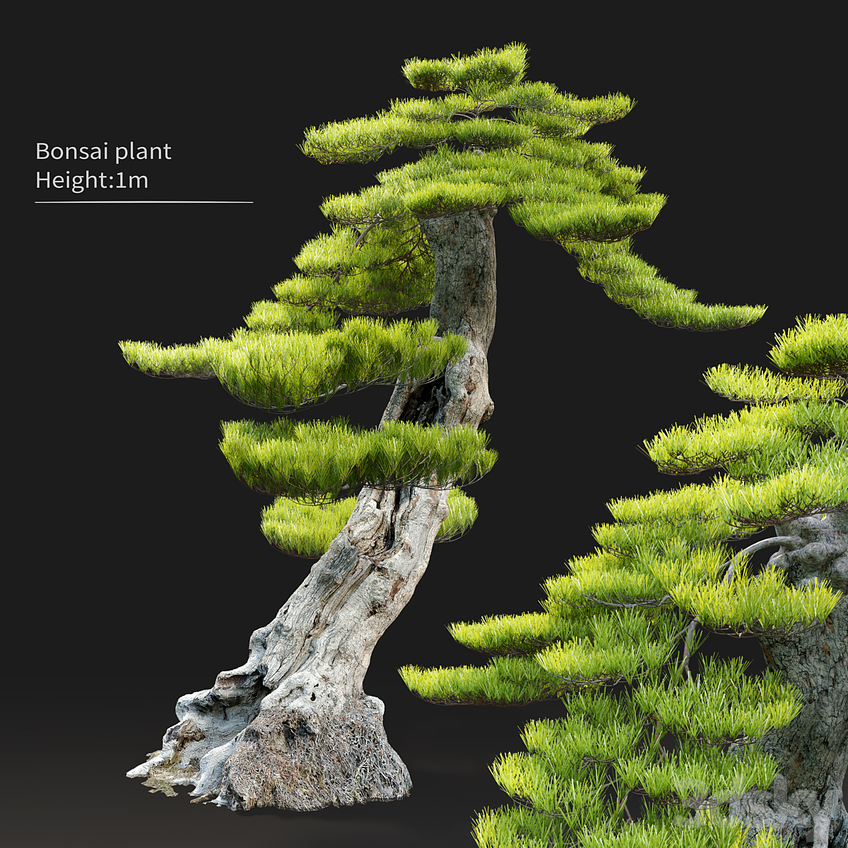 Bonsai 植物_小熊猫超级