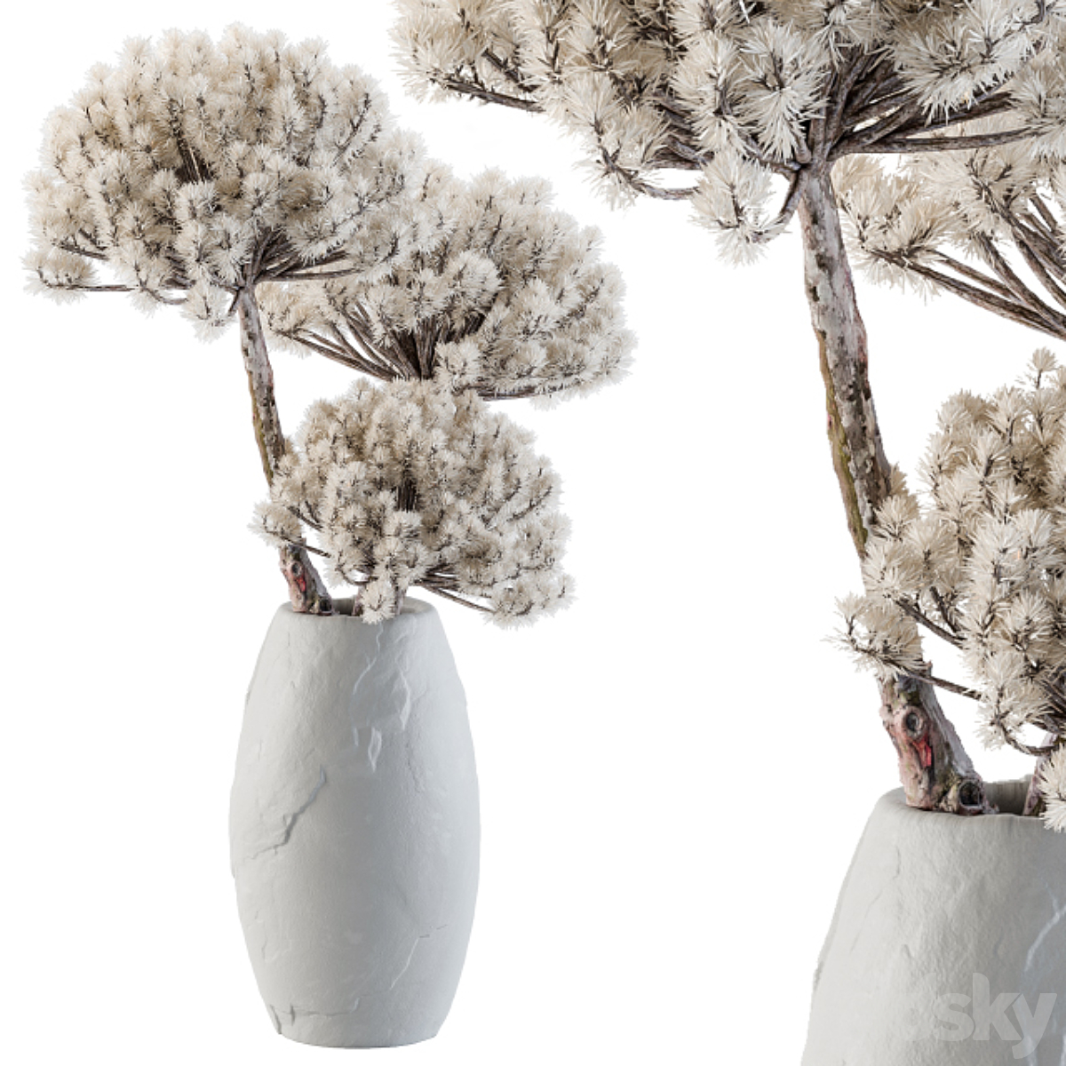 Dry-植物12( )_小熊猫超级
