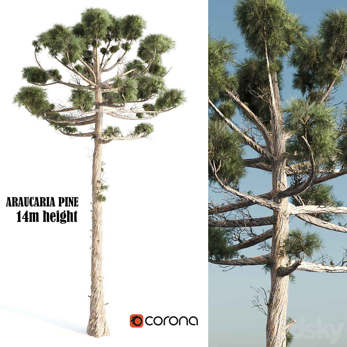 ARAUCARIA PINE_小熊猫超级