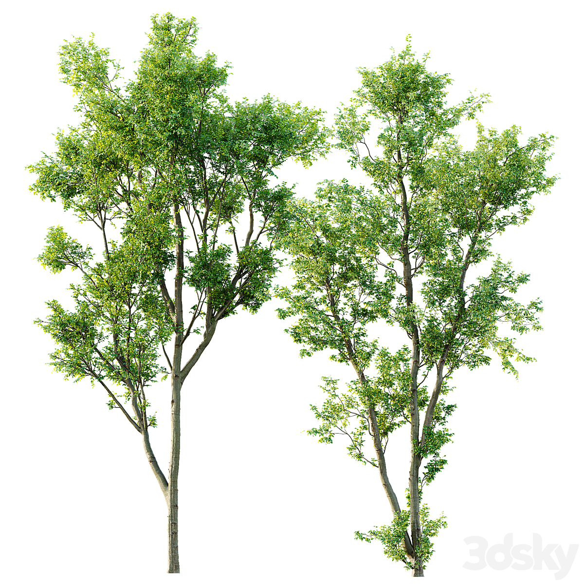 Celtis Australis 04_小熊猫超级