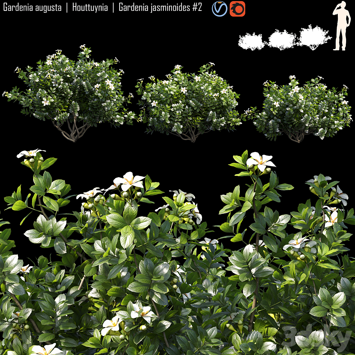 Gardenia augusta 02_小熊猫超级
