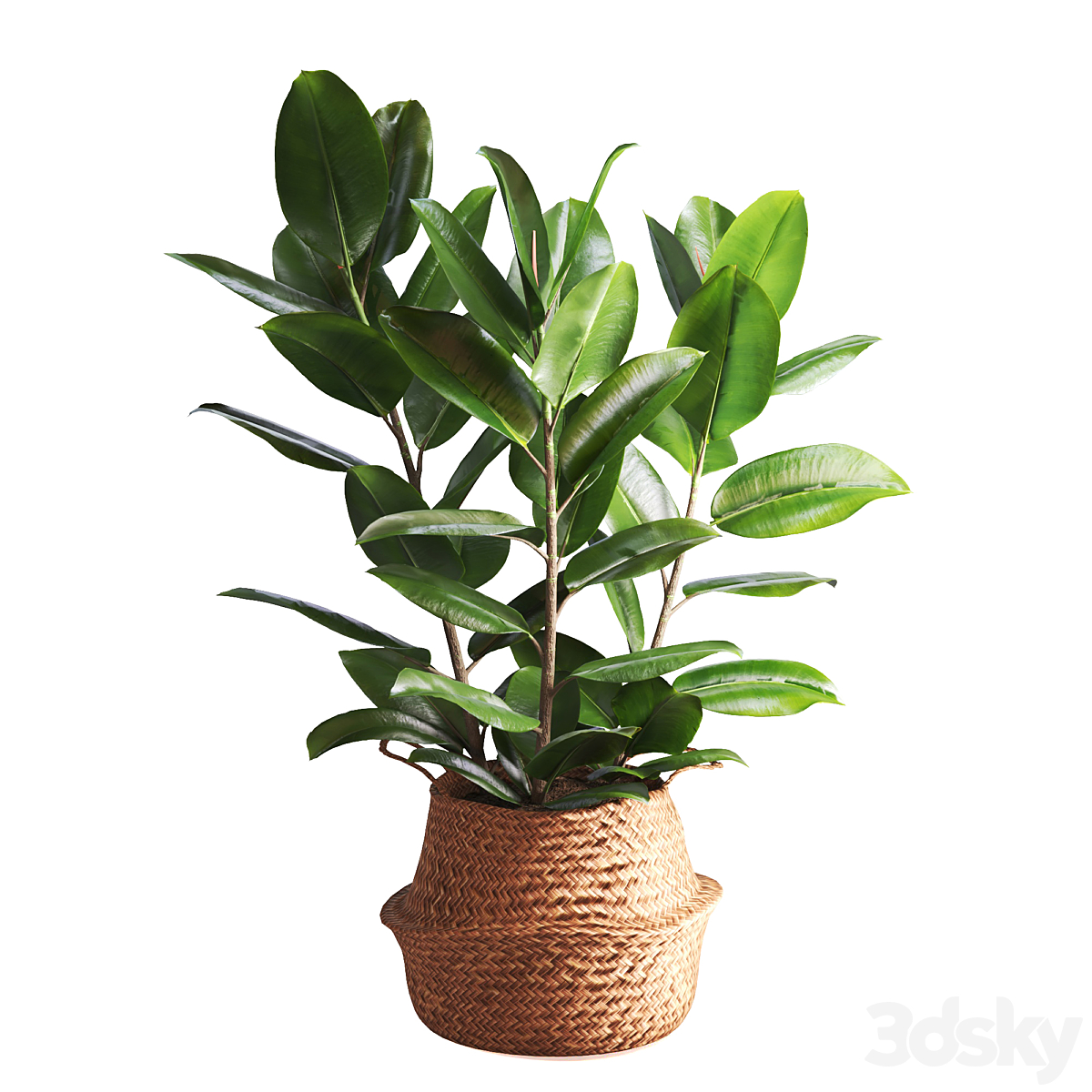 Indoor-植物-Ficuse-套装21_小熊猫超级
