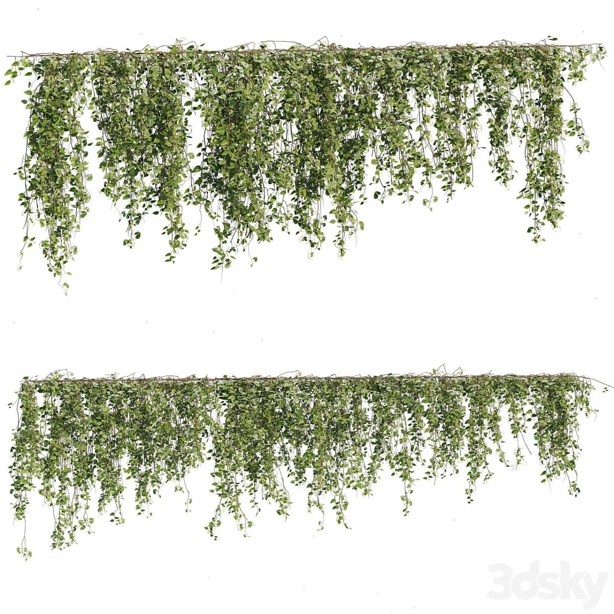 Ivy 植物 04_小熊猫超级