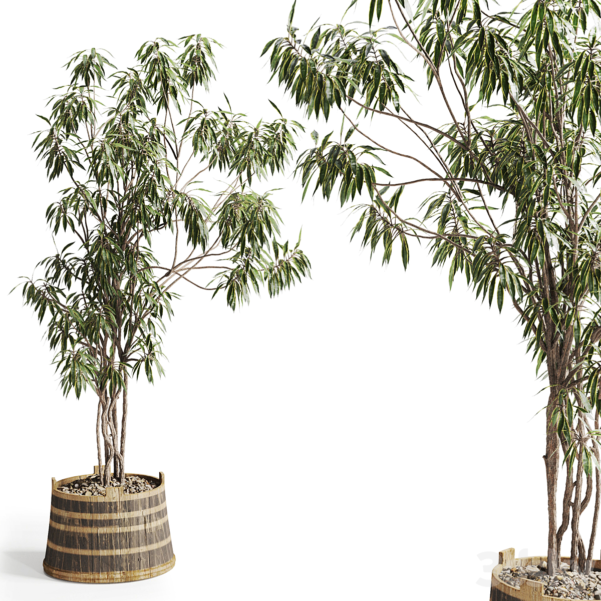 Song-of-India-Tree_小熊猫超级