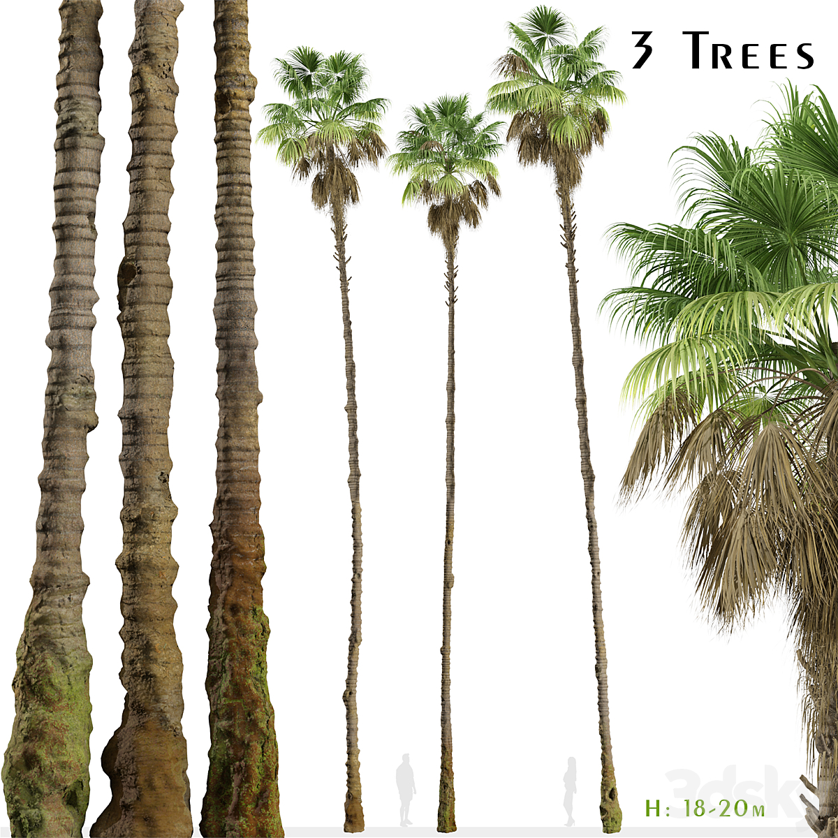 Mexican fan palm_小熊猫超级