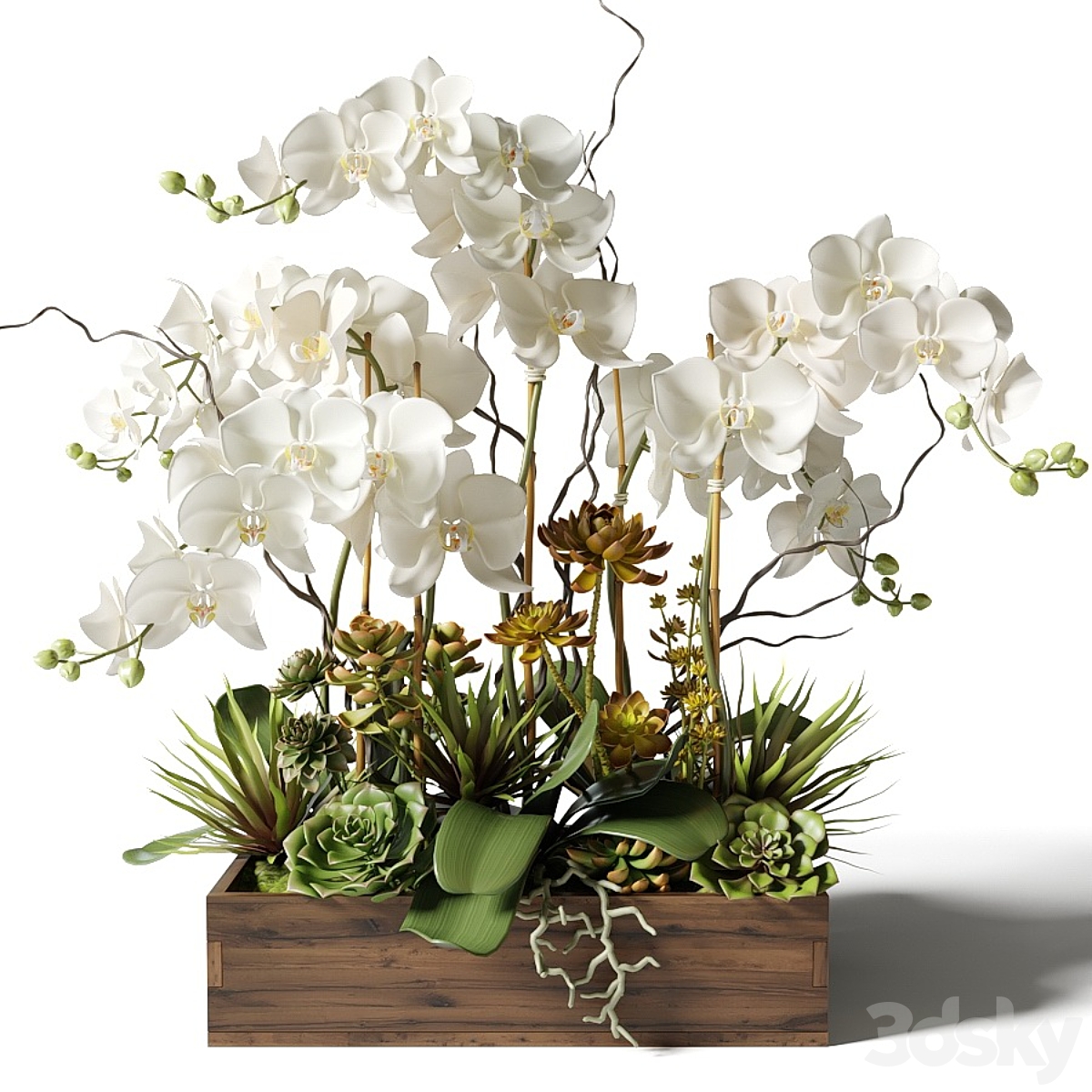 027 Orchid 2015_小熊猫超级