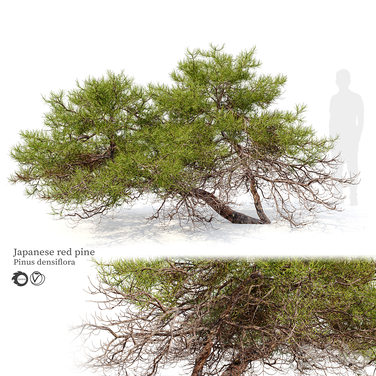 Japanese red pine_小熊猫超级