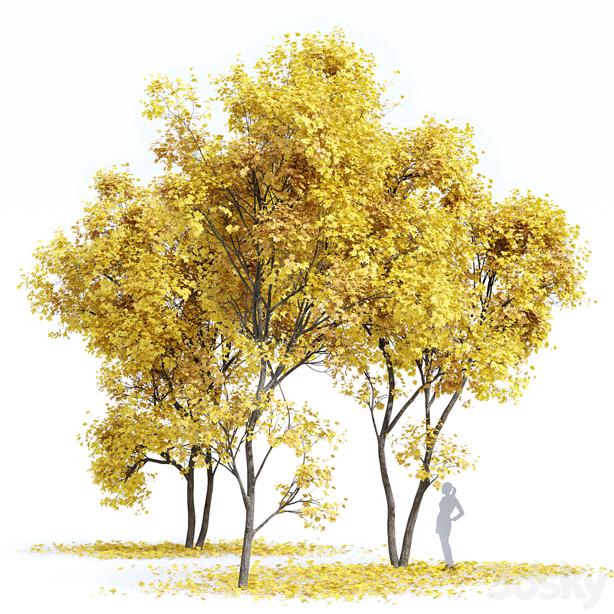 Acer Saccharinum Fall_小熊猫超级