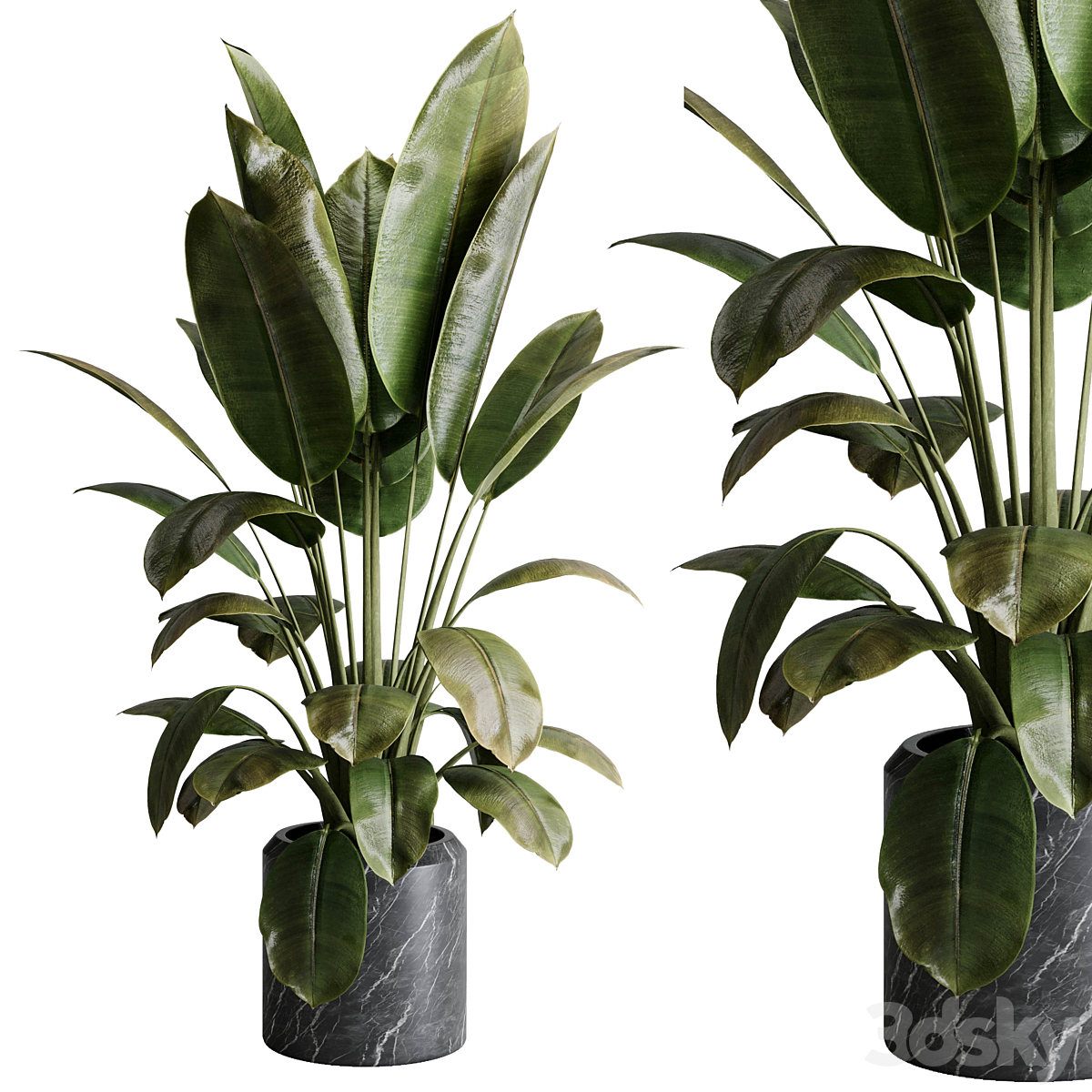 Ficus elastica - Ficus rubber indoor 植物 501_小熊猫超级