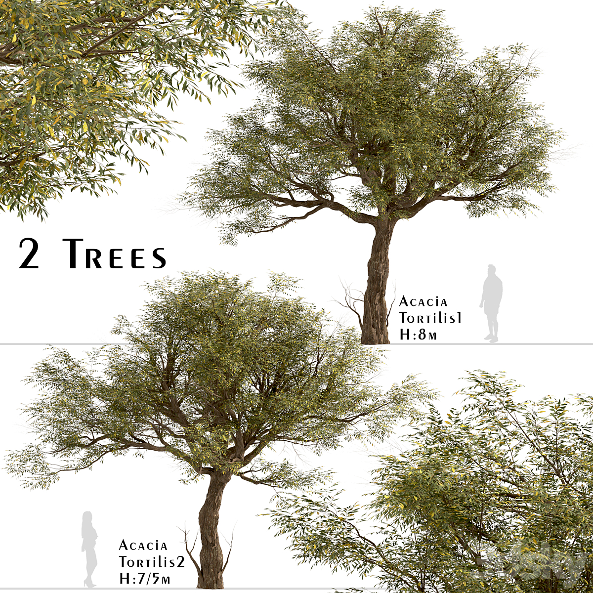 Acacia Tortilis 套装_小熊猫超级