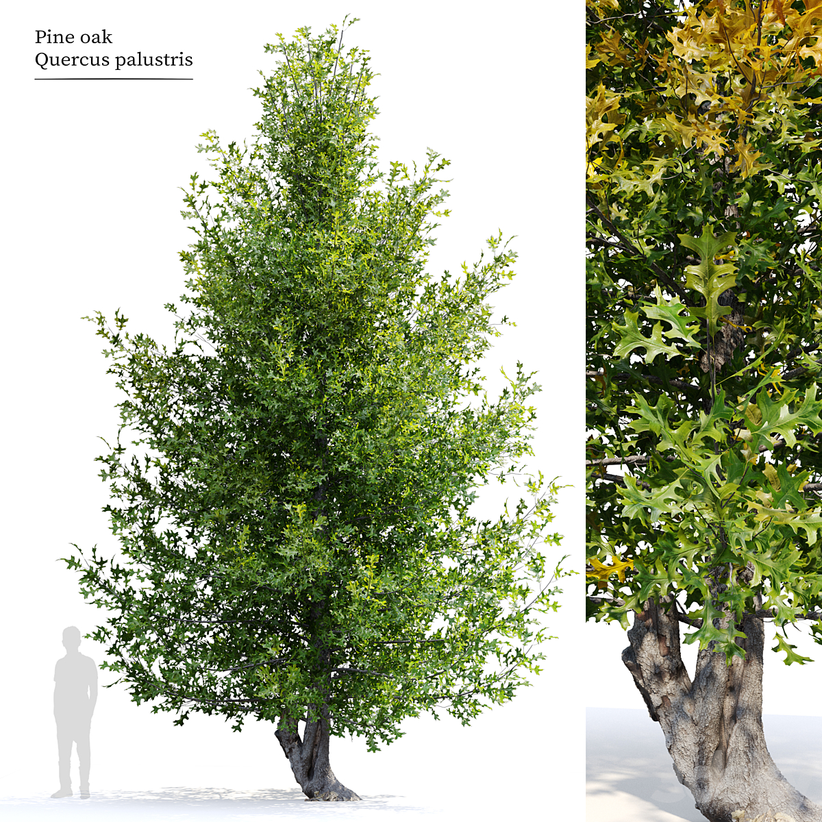 Pine oak_小熊猫超级