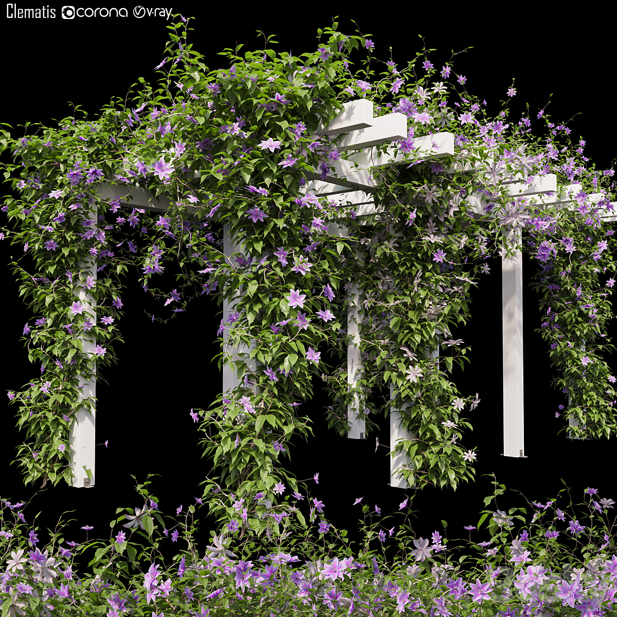 Clematis 3_小熊猫超级