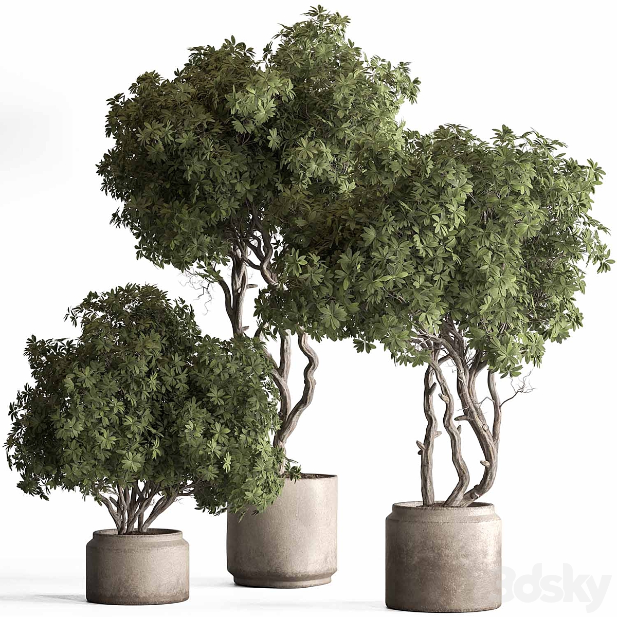 Indoor-植物769( )_小熊猫超级