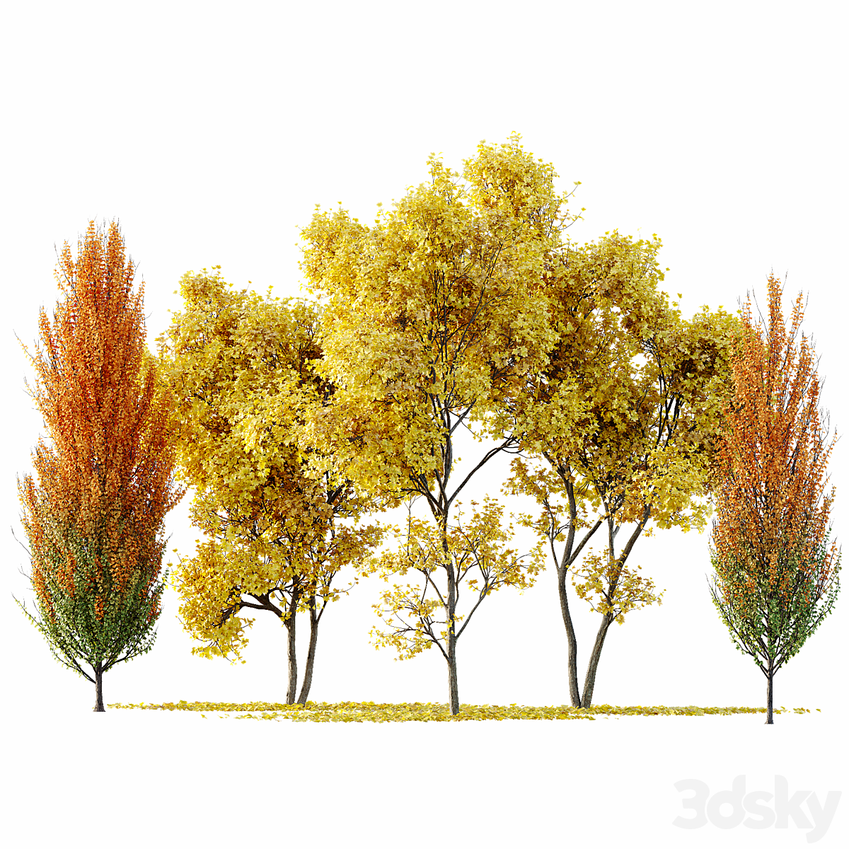 Maple Sapindaceae 及 Acer Saccharinum Fall trees_小熊猫超级