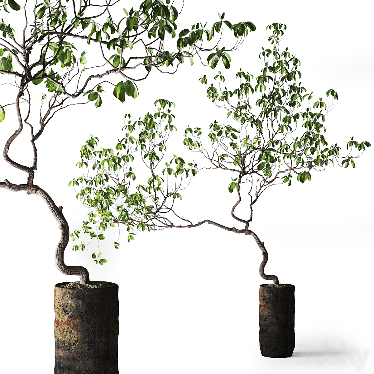 Tree 金属 花盆_小熊猫超级