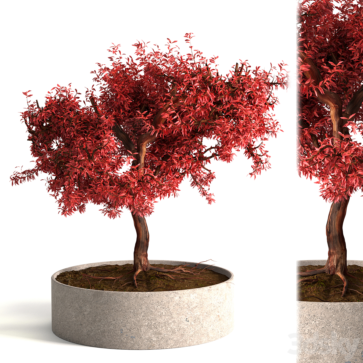 Red 装饰 tree_小熊猫超级